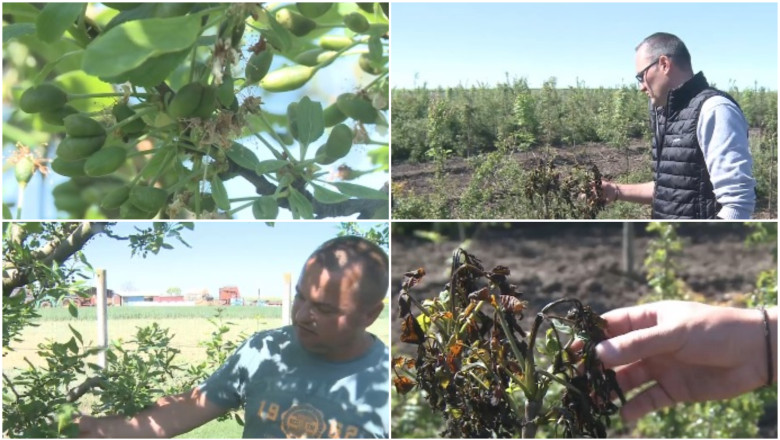 video livezi distruse de frigul de la inceputul lunii inghetul a afectat si plantatiile de stejar si frasin infiintate cu fonduri europene 69fc50dc68875